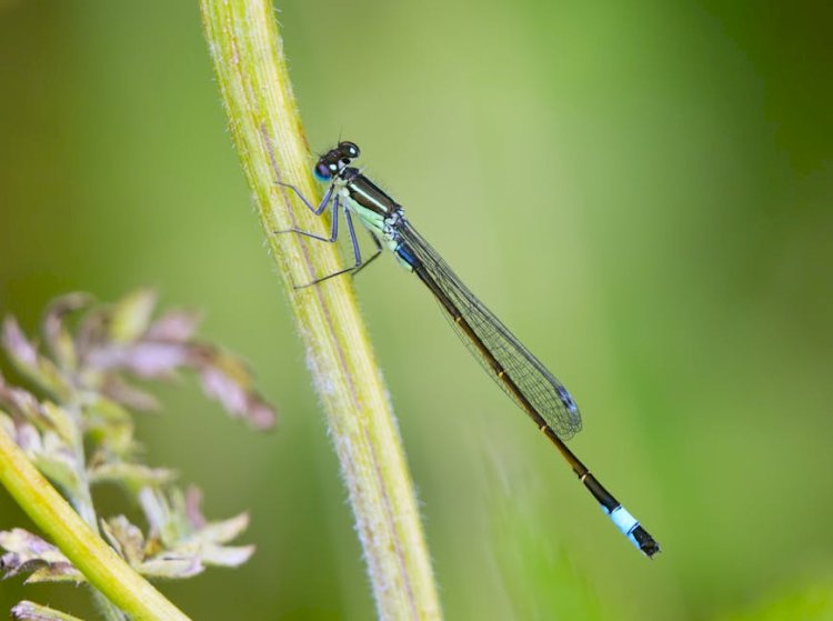 The Pale Blue Eye Review